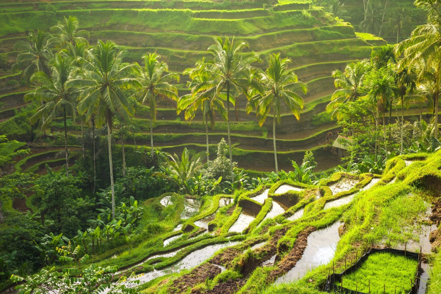 du lịch bali indonesia