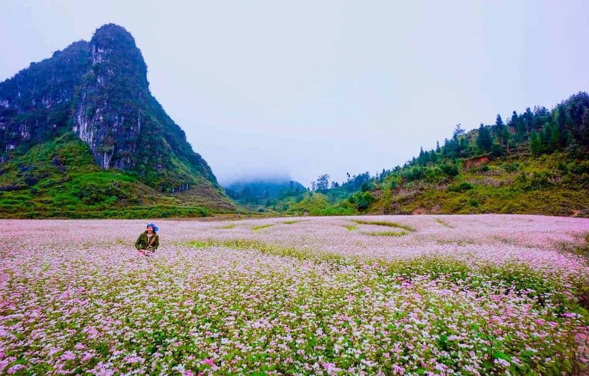 Hà Giang mùa hoa tam giác mạch đẹp ngất ngây